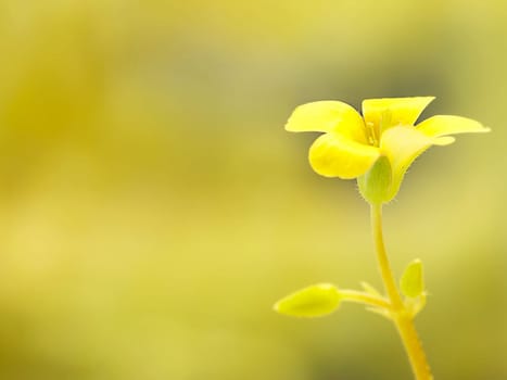 Soft-focus close-up yellow flower for adv or others purpose use