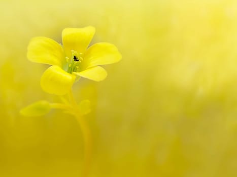 Soft-focus close-up yellow flower for adv or others purpose use