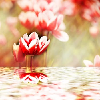Tulips reflecting into the water for adv or others purpose use