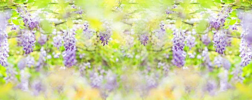 Wisteria floribunda with nice color and background