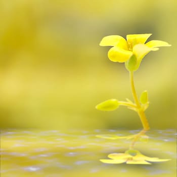 Soft-focus close-up yellow flower for adv or others purpose use