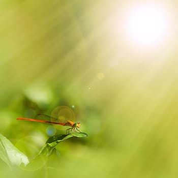Common dragonfly for adv or others purpose use