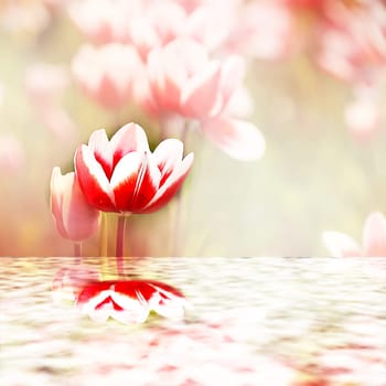 Tulips reflecting into the water for adv or others purpose use