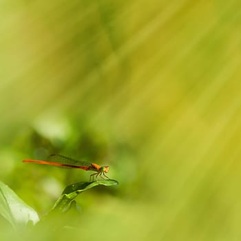 Common dragonfly for adv or others purpose use