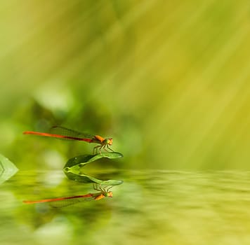 Common dragonfly for adv or others purpose use