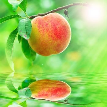 Peach growing rapprochement for adv or others purpose use