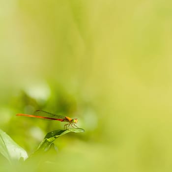 Common dragonfly for adv or others purpose use