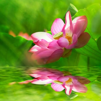 Beautiful Lotus for background use