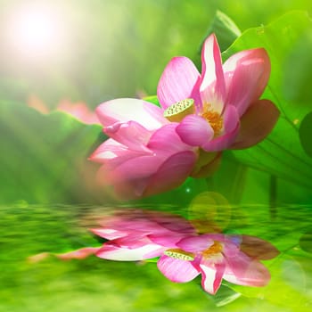 Beautiful Lotus for background use