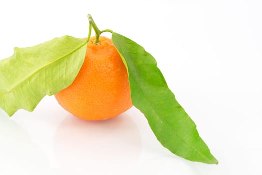 fruit