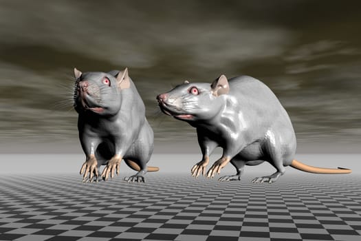 two rats