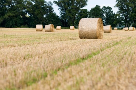 Straw bales in roll form on a harvested field in Brandenburg / Germany