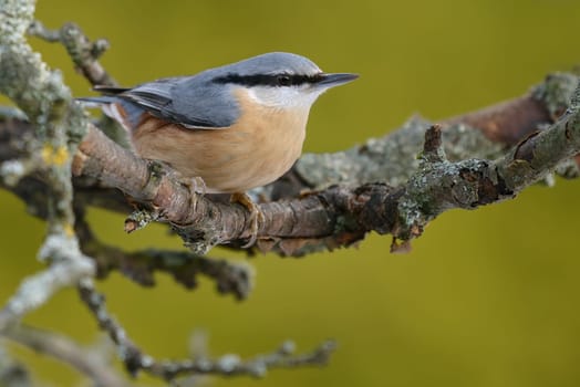 NUTHATCH