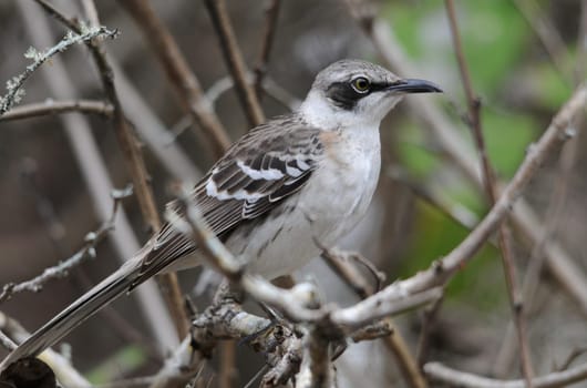 Galapagos Mockingbird