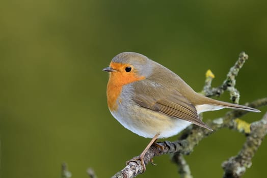 Robin