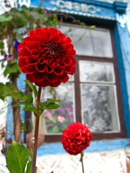 image of a beautiful flower of red dahlia