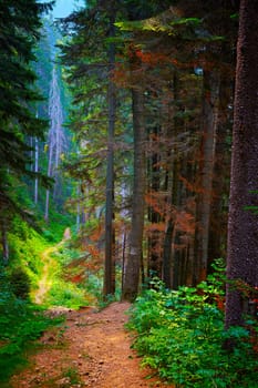 Forest trail in autumn at Durau in the Carpathian Mountains, Romania.