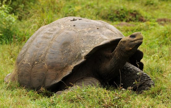 Giant tortoise of Galapagos