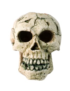 fake human skull close up on white