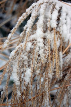 Plants and objects covered with snow
