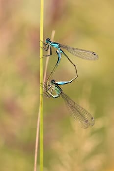 Mating wheel of the Greater Pitch Dragonfly (Ischnura elegans)
