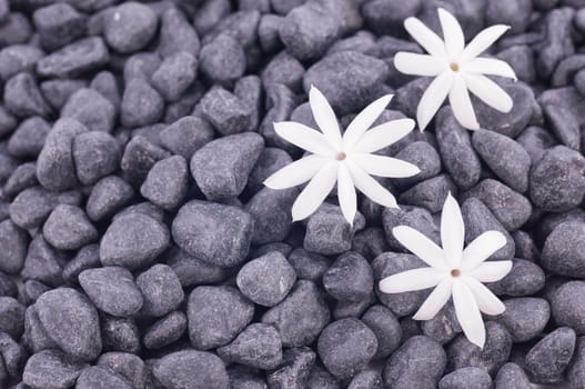 Three jasmine flowers on zen stone background