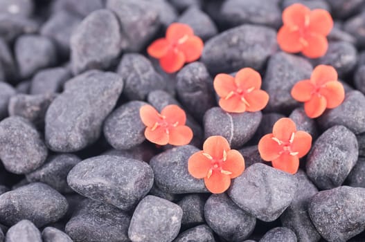 Orange flowers on black zen stone close up