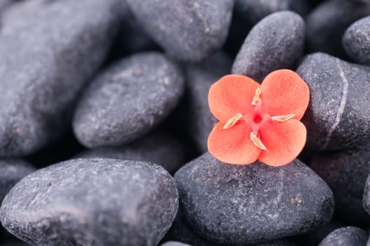 Ixora prince of orange extreme close up over black zen stone
