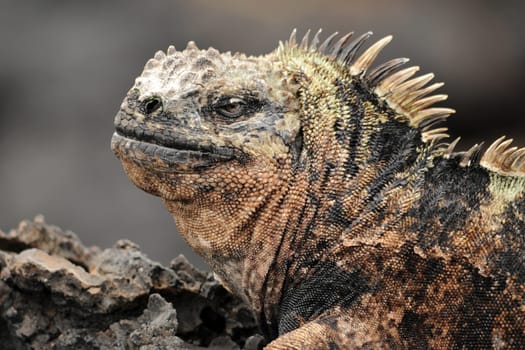 Galapagos marine iguana