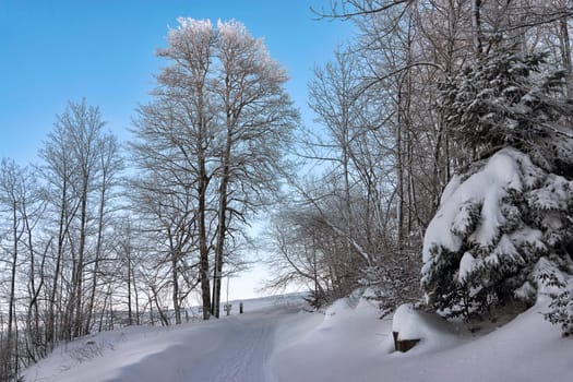 Frosty forest walk on the Wasserfallen