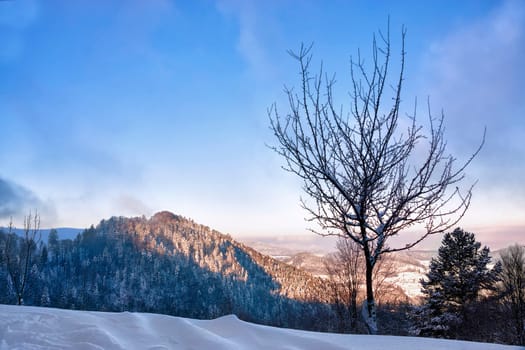 Frost lies over the Basel region