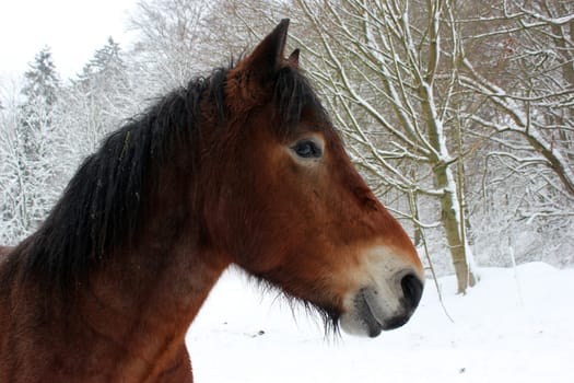 Cold-blooded gelding in the snow