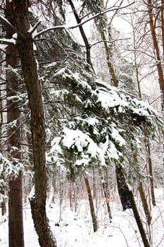Winter scene with park bench