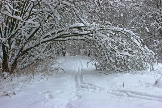 Cross-country ski trail on the Hoher Gras