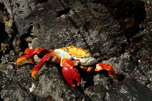 Red cliff crab on lava rock. Recorded in Galapagos