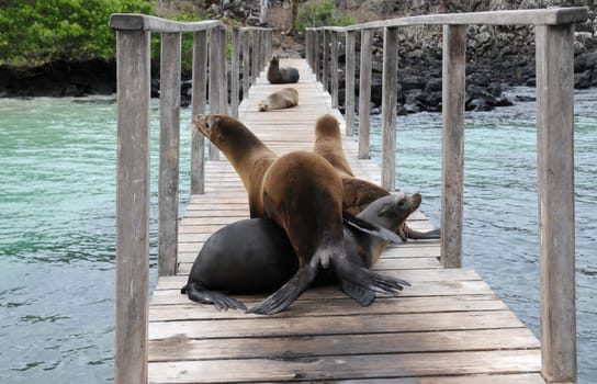This is how you are greeted in Galapagos when you arrive at a pier by boat!