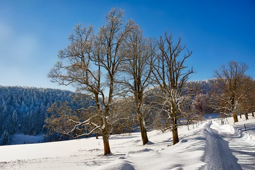 Waldweid Allee
