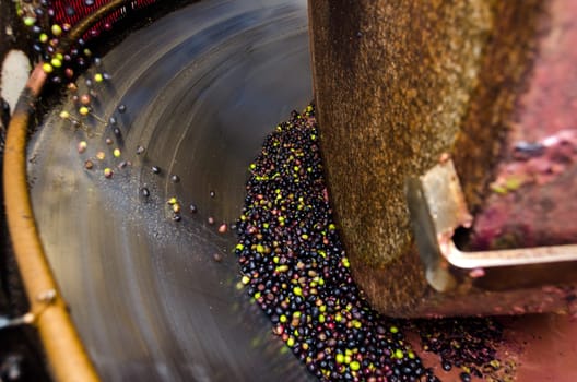 granite millstone while crushing the olives to make olive oil