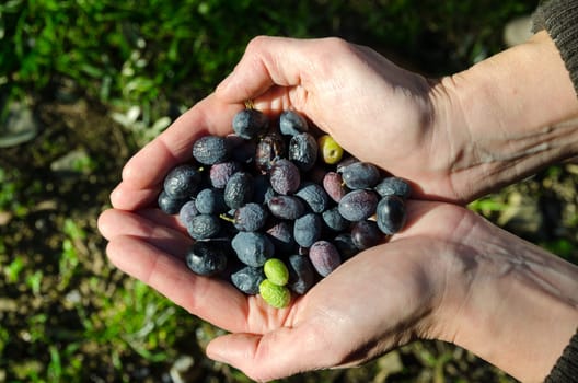 hands holding olives bring to the mill