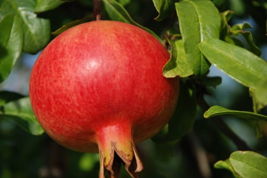 Pomegranate Heraldry Apple Grenadine funica granatum