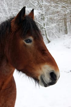 Cold-blooded gelding in the snow