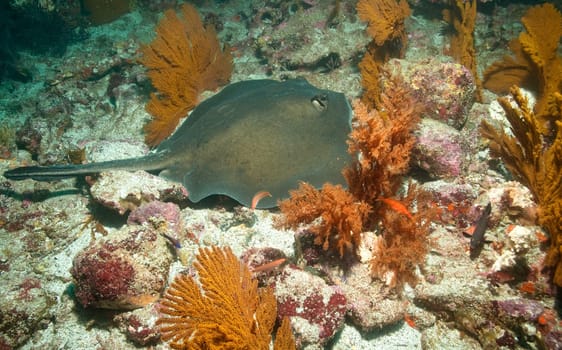 I photographed this stingray between fan corals on Galapagos. The water was 16 degrees