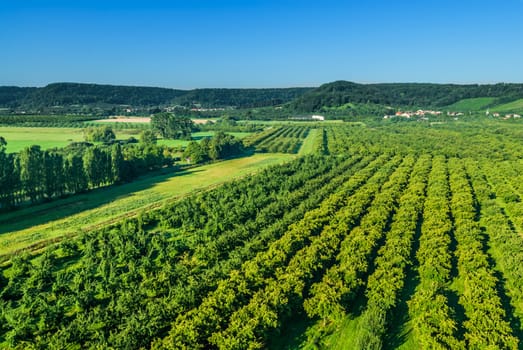 aerial view of famous cherry plum  fields of lorraine moselle france