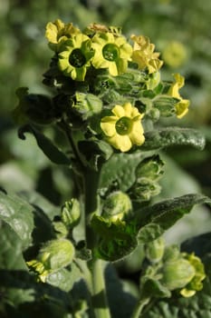Aztec tobacco