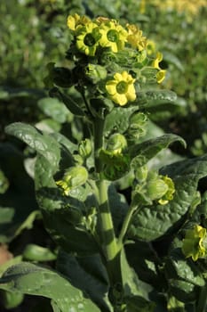Aztec tobacco