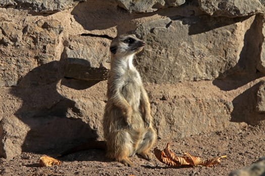 Meerkat