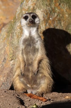Meerkat