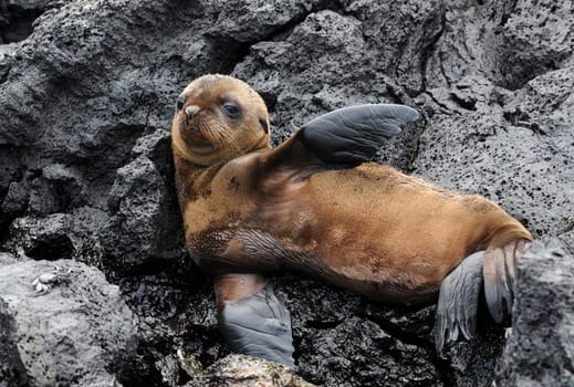 I photographed this baby sea lion on Isabela Island in Galapagos