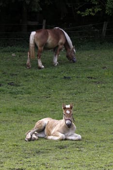Jutland Coldblood Horse