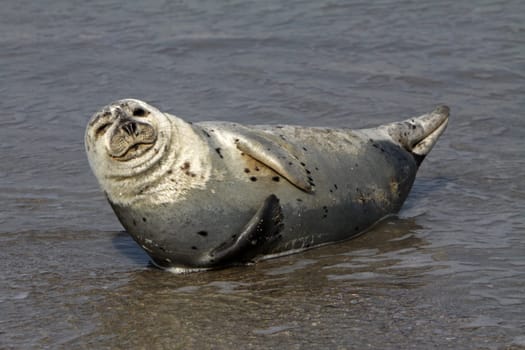 Grey seal on Heligoland